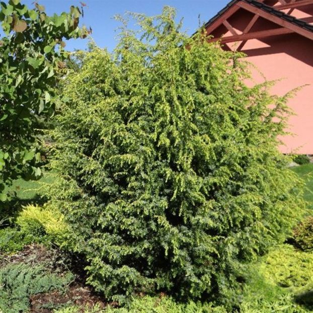 IENUPAR SCHNEVERDLINGEN GOLDMACHANGEL (Juniperus schneverdlingen Goldmachangel) - _Arbori_Arbusti