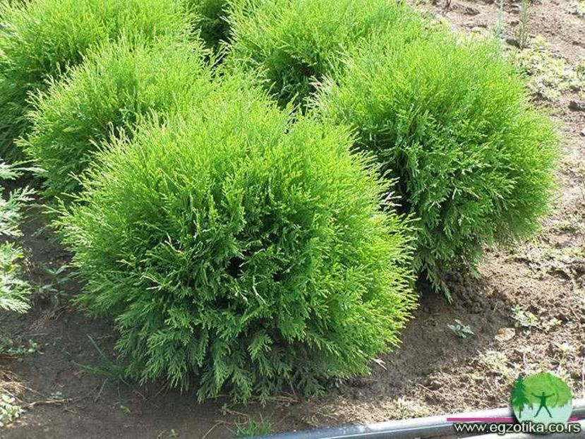 TUIA GLOBULARA (Thuja occ.Globosa) - _Arbori_Arbusti