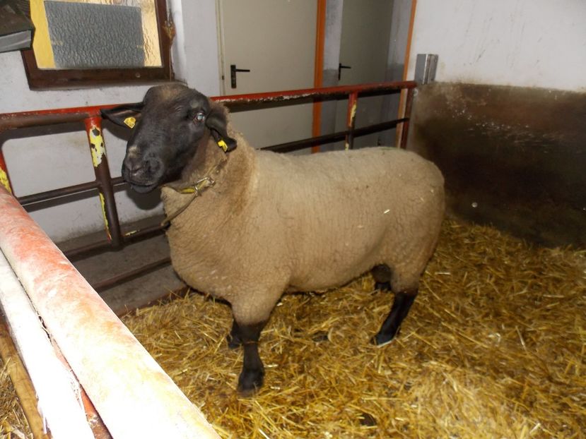  - 2017--SARLEINSBACH AUSTRIA