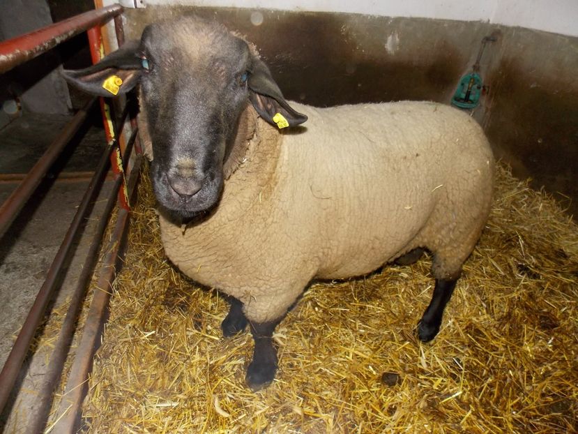  - 2017--SARLEINSBACH AUSTRIA