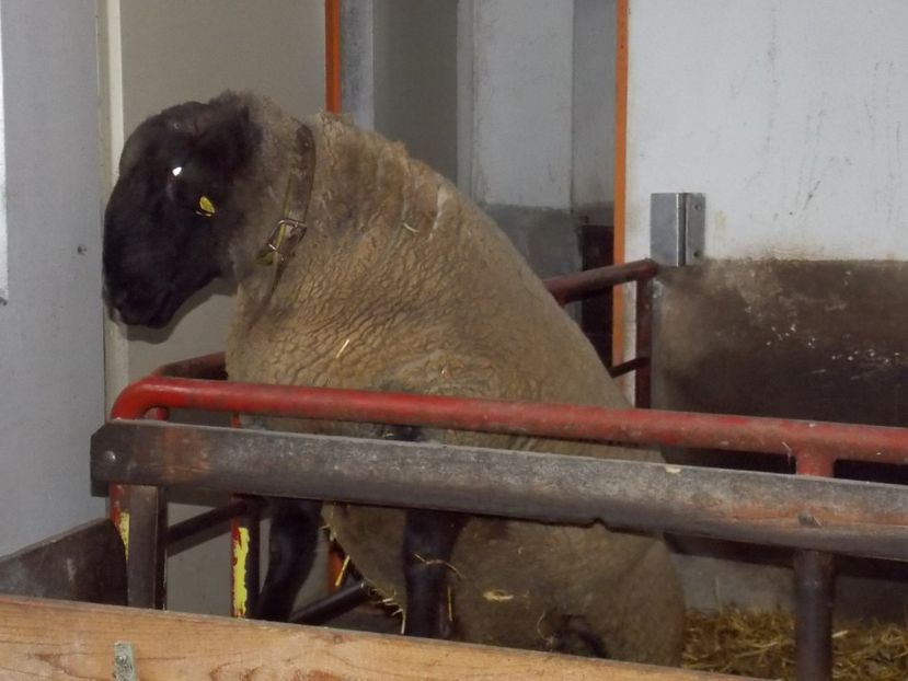  - 2017--SARLEINSBACH AUSTRIA