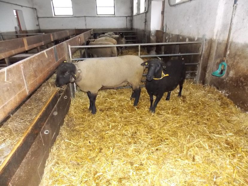  - 2017--SARLEINSBACH AUSTRIA