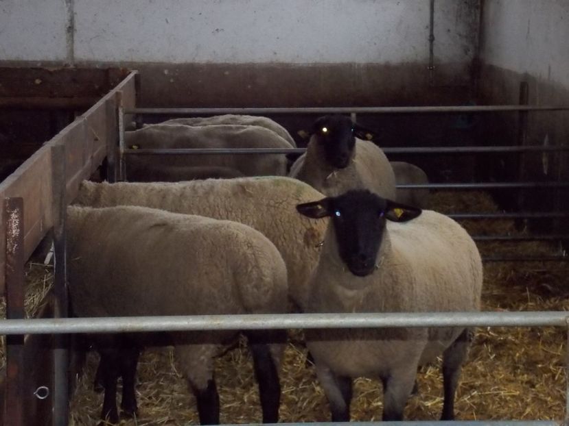  - 2017--SARLEINSBACH AUSTRIA