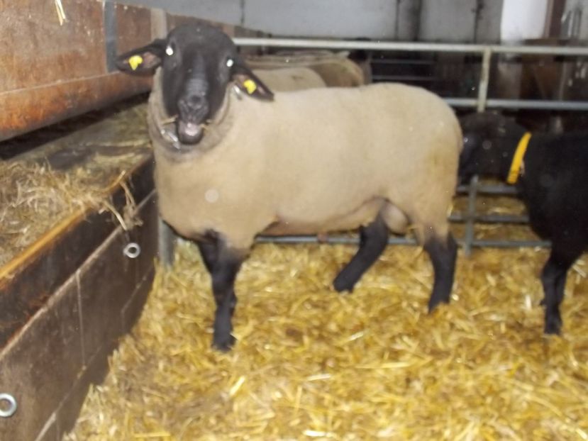  - 2017--SARLEINSBACH AUSTRIA