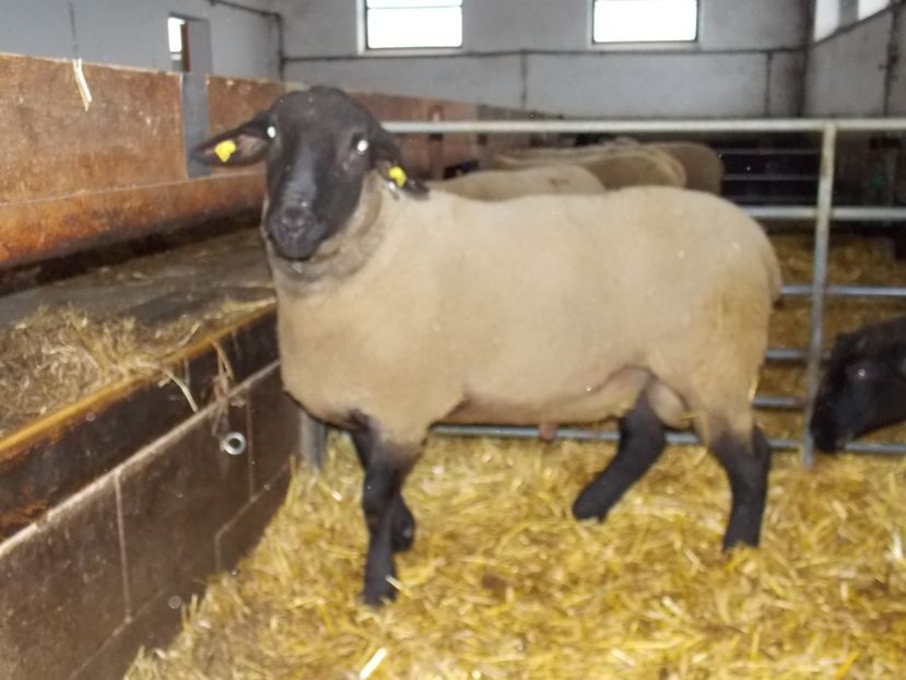  - 2017--SARLEINSBACH AUSTRIA