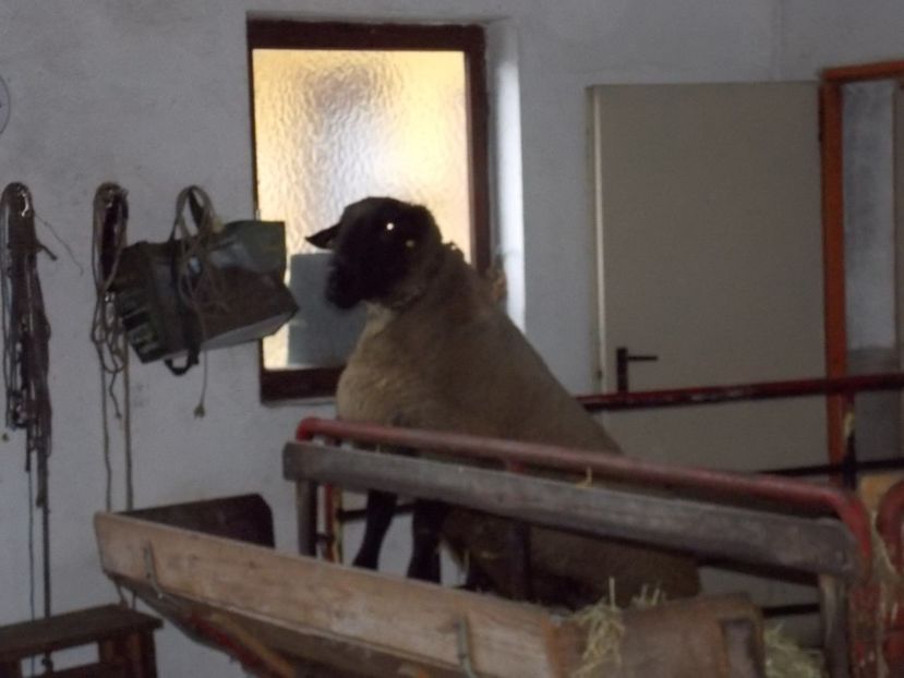  - 2017--SARLEINSBACH AUSTRIA