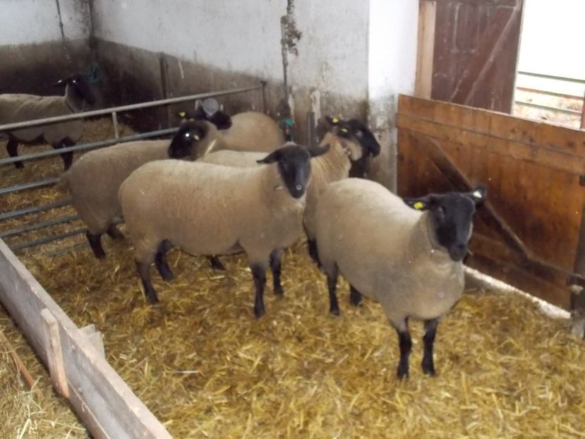  - 2017--SARLEINSBACH AUSTRIA