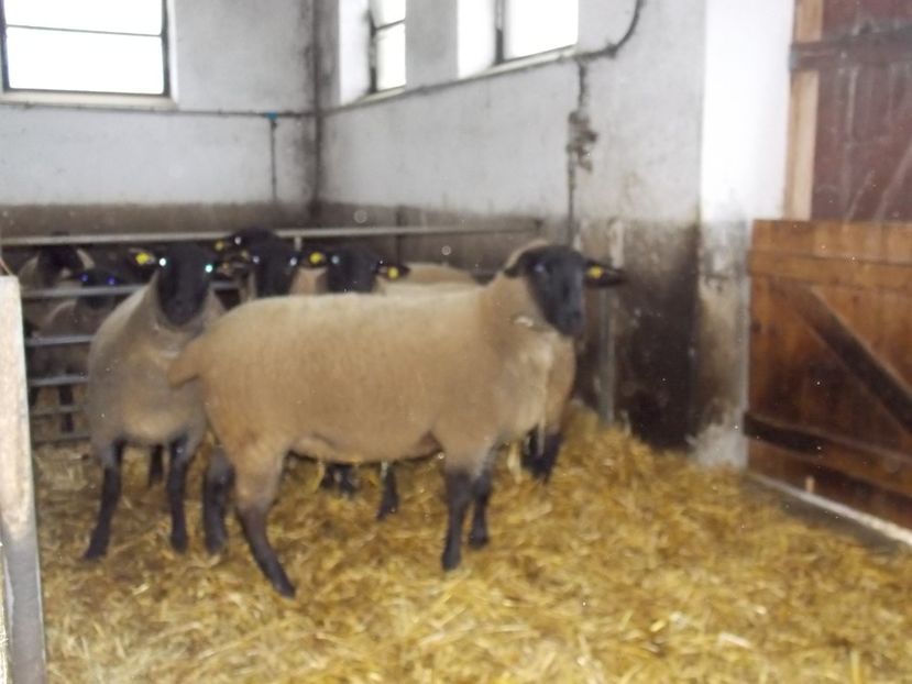  - 2017--SARLEINSBACH AUSTRIA