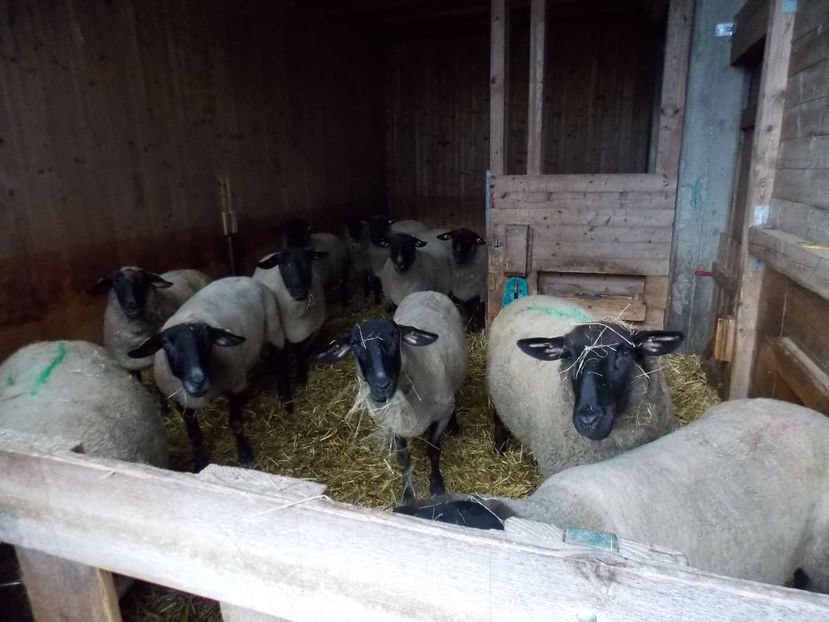  - 2017--SARLEINSBACH AUSTRIA