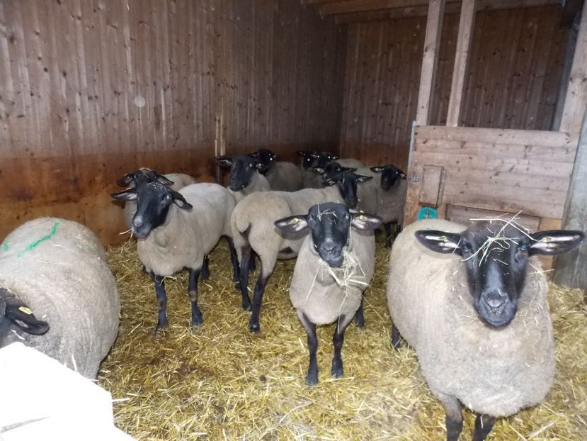  - 2017--SARLEINSBACH AUSTRIA