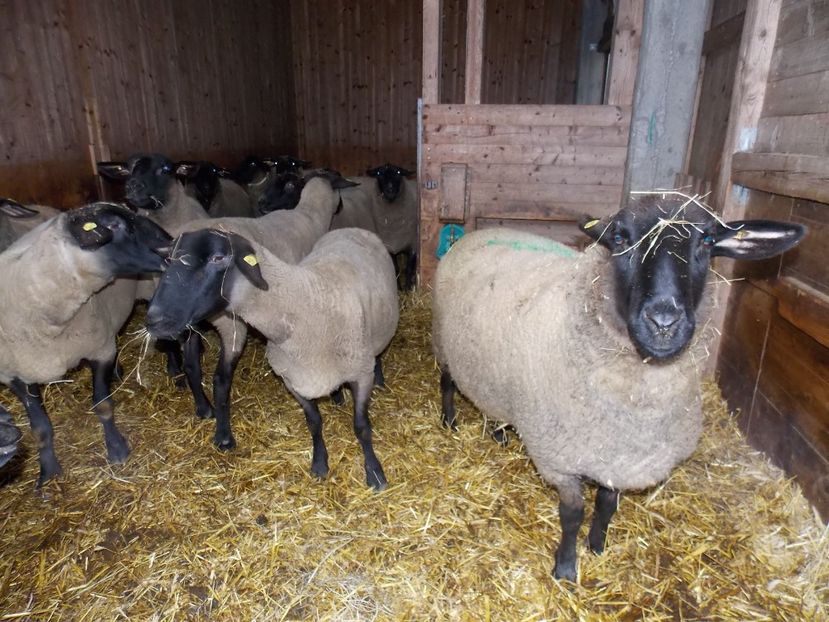  - 2017--SARLEINSBACH AUSTRIA