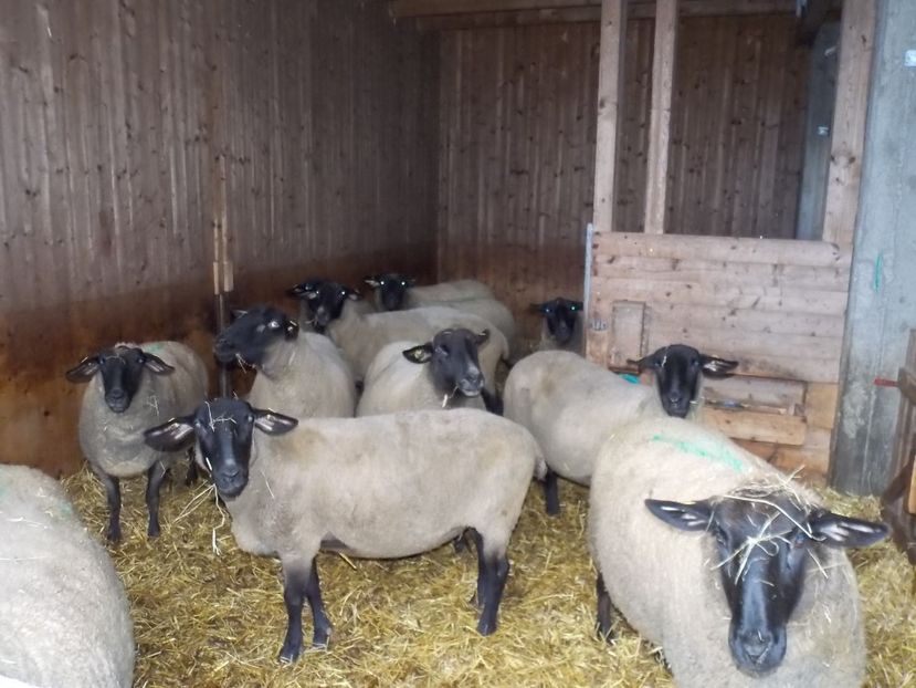  - 2017--SARLEINSBACH AUSTRIA