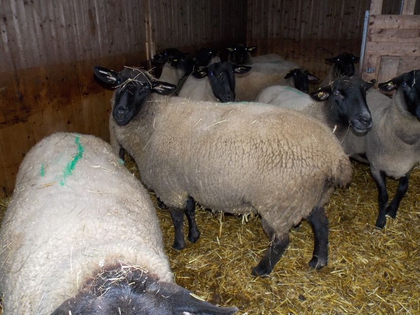  - 2017--SARLEINSBACH AUSTRIA