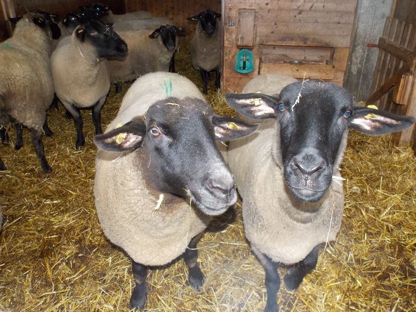  - 2017--SARLEINSBACH AUSTRIA