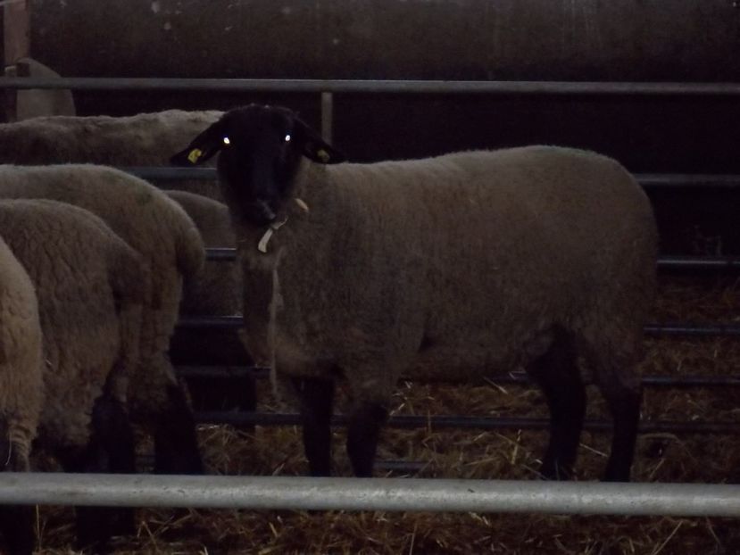  - 2017--SARLEINSBACH AUSTRIA