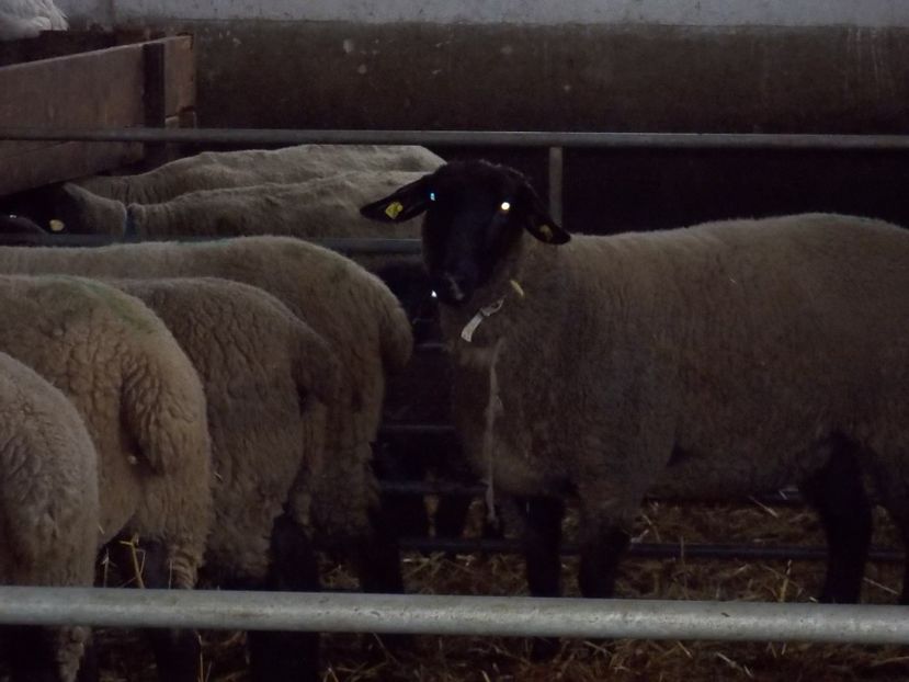  - 2017--SARLEINSBACH AUSTRIA