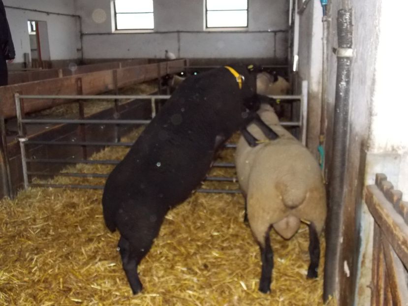  - 2017--SARLEINSBACH AUSTRIA