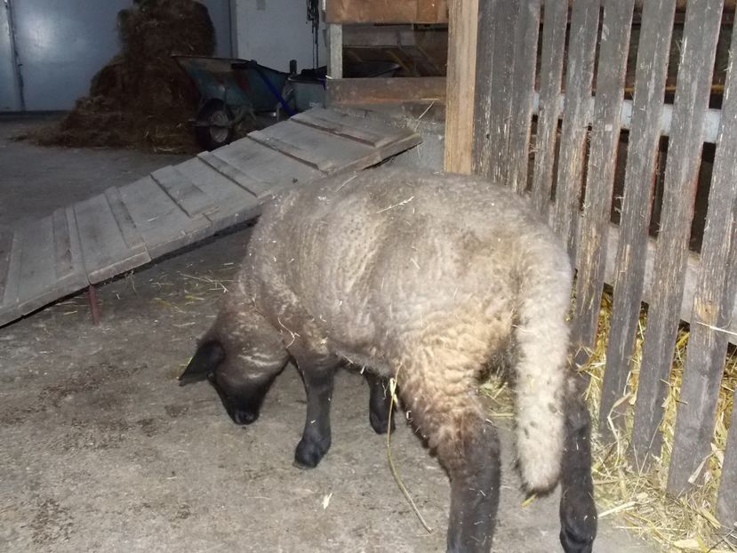  - 2017--SARLEINSBACH AUSTRIA