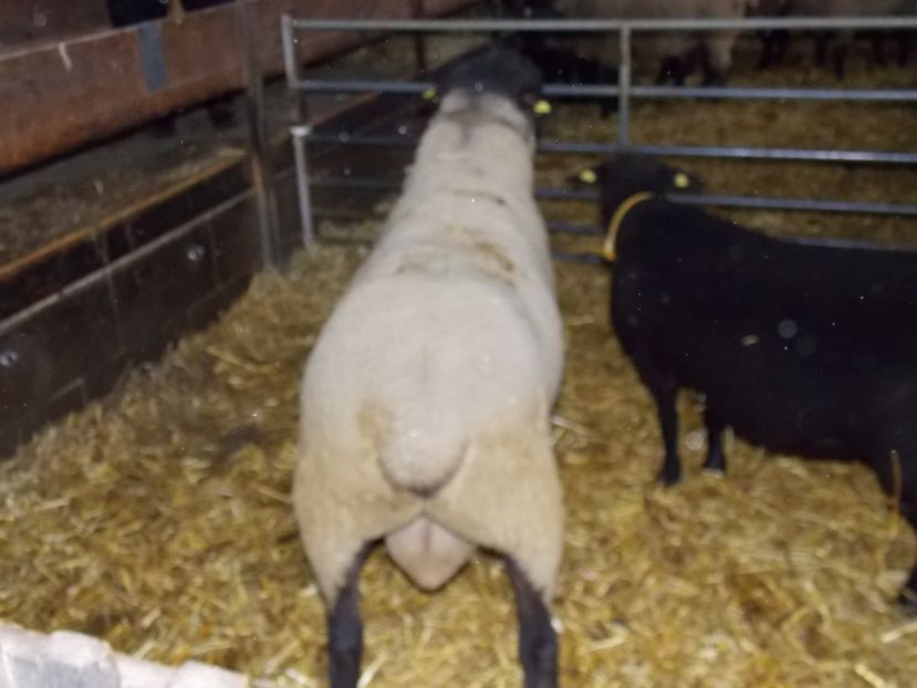  - 2017--SARLEINSBACH AUSTRIA