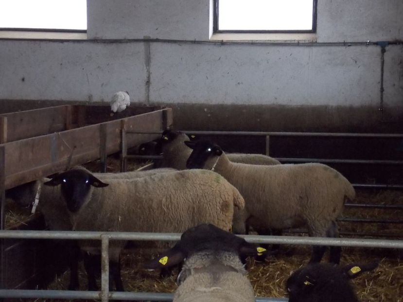  - 2017--SARLEINSBACH AUSTRIA