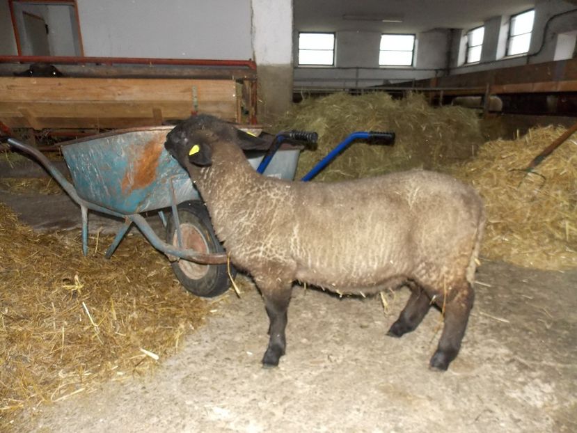  - 2017--SARLEINSBACH AUSTRIA