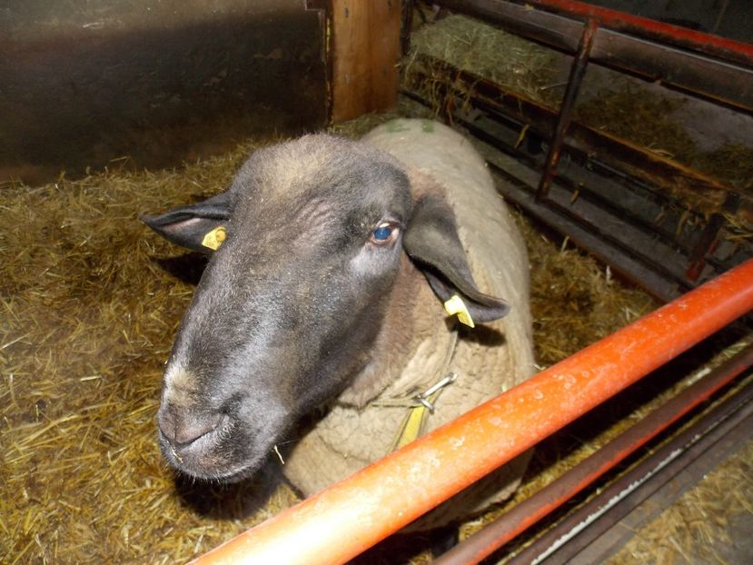  - 2017--SARLEINSBACH AUSTRIA