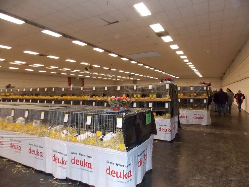  - EXPO-2017- NATIONALA AUSTRIEI WELS