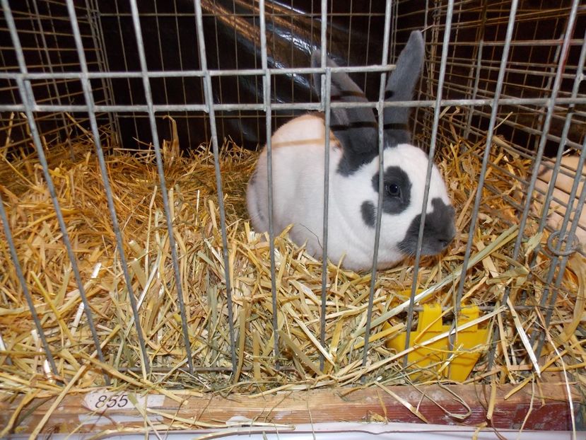  - EXPO-2017- NATIONALA AUSTRIEI WELS