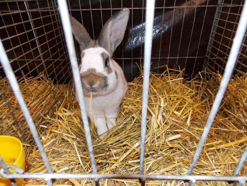  - EXPO-2017- NATIONALA AUSTRIEI WELS