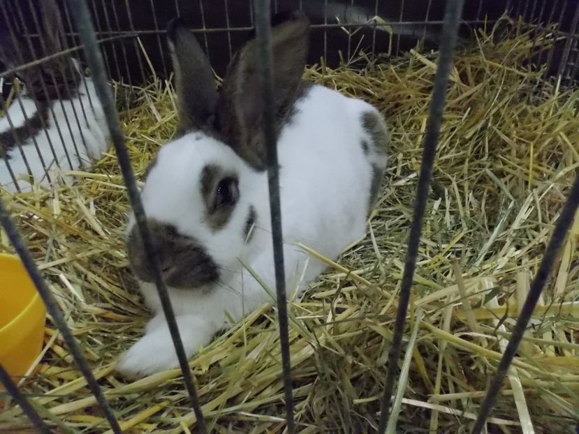  - EXPO-2017- NATIONALA AUSTRIEI WELS