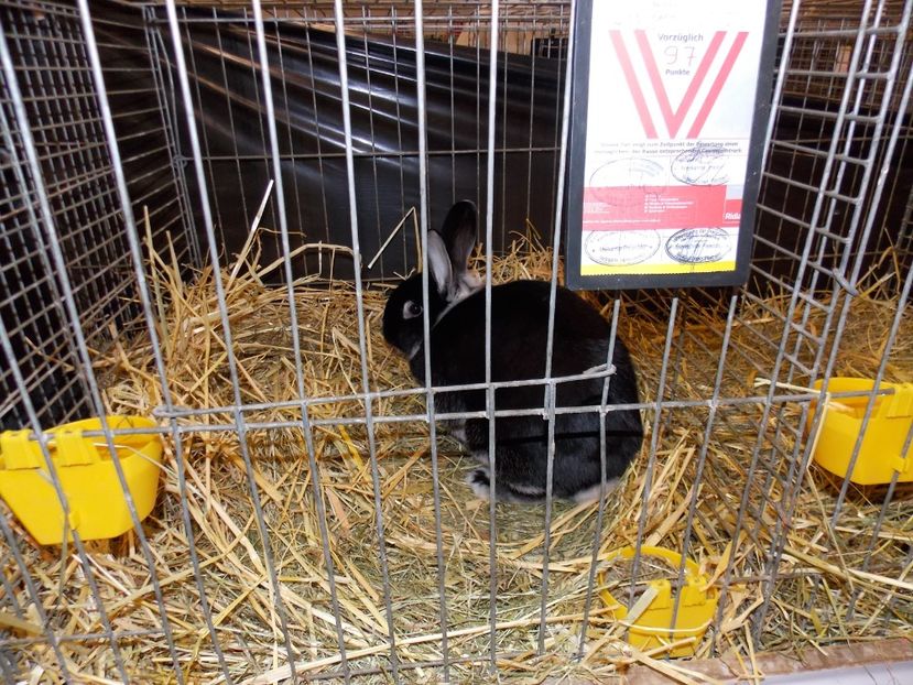  - EXPO-2017- NATIONALA AUSTRIEI WELS