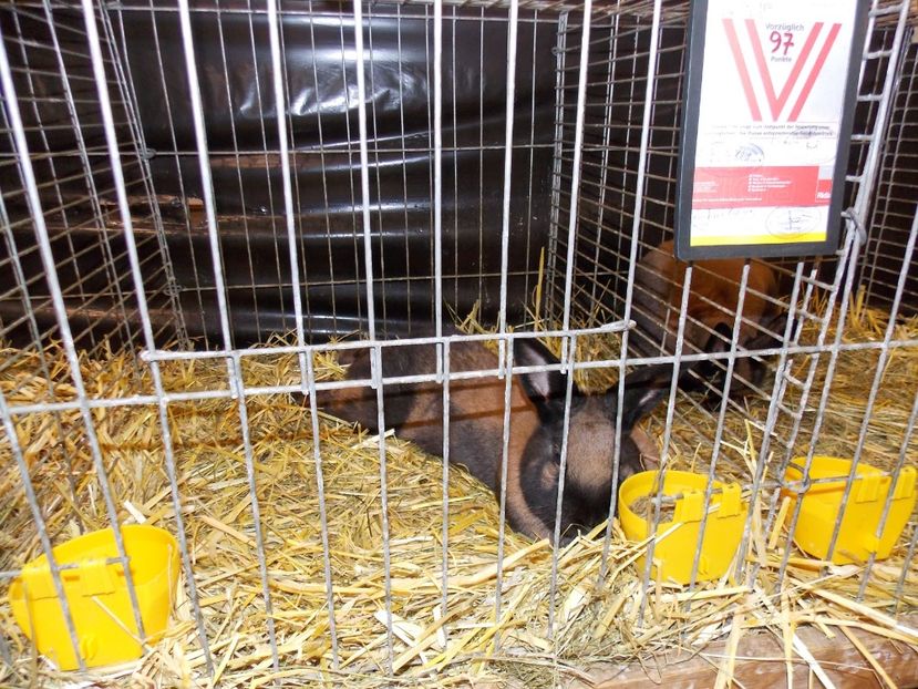  - EXPO-2017- NATIONALA AUSTRIEI WELS