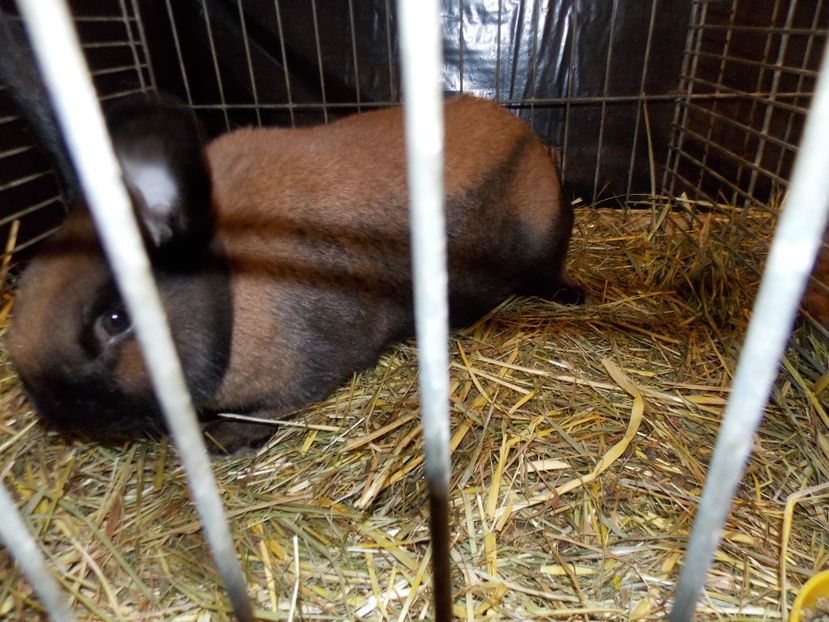  - EXPO-2017- NATIONALA AUSTRIEI WELS