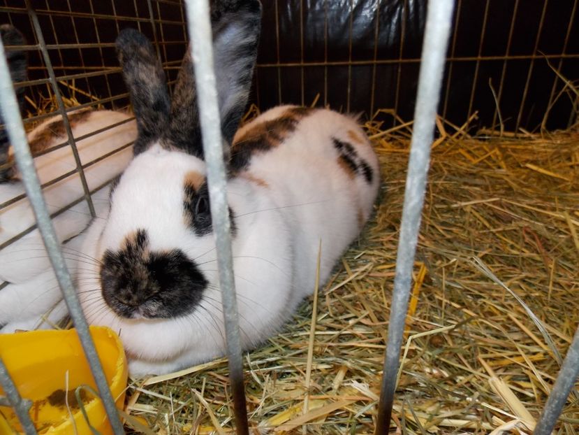  - EXPO-2017- NATIONALA AUSTRIEI WELS