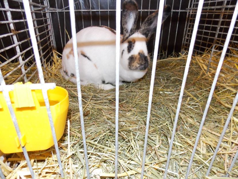  - EXPO-2017- NATIONALA AUSTRIEI WELS