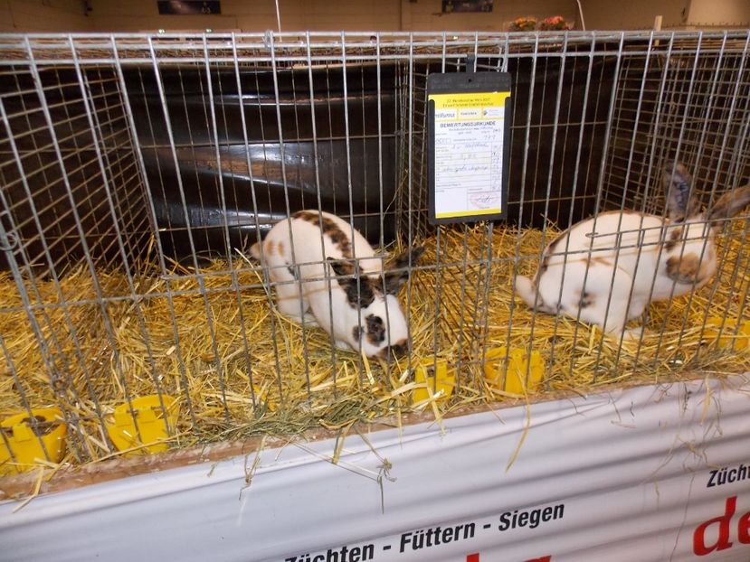  - EXPO-2017- NATIONALA AUSTRIEI WELS