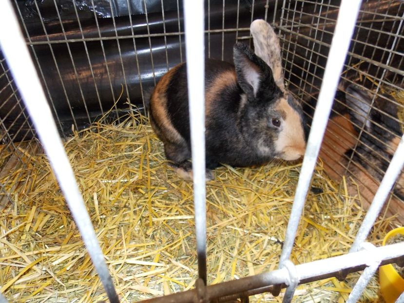  - EXPO-2017- NATIONALA AUSTRIEI WELS