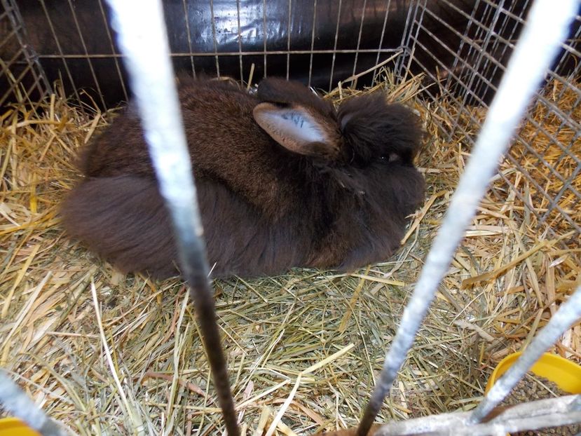  - EXPO-2017- NATIONALA AUSTRIEI WELS