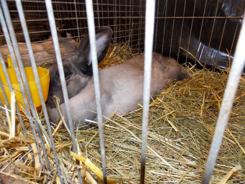  - EXPO-2017- NATIONALA AUSTRIEI WELS