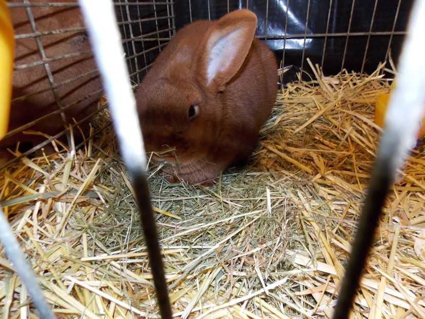  - EXPO-2017- NATIONALA AUSTRIEI WELS