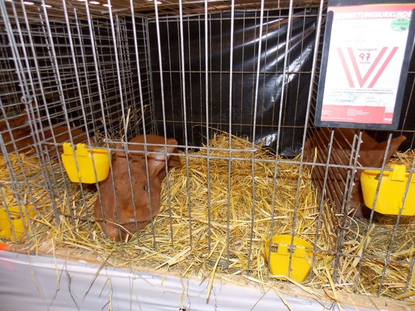  - EXPO-2017- NATIONALA AUSTRIEI WELS