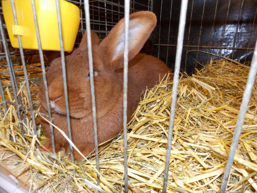  - EXPO-2017- NATIONALA AUSTRIEI WELS