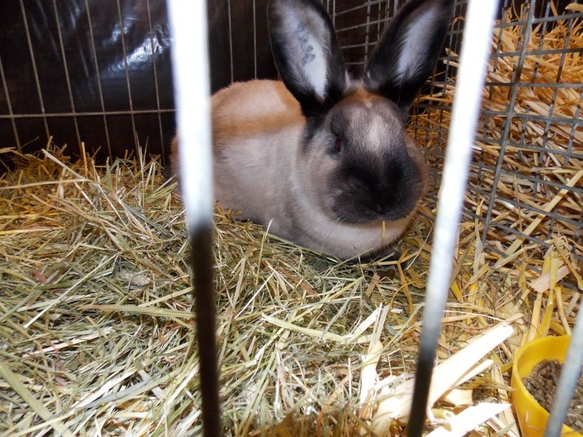  - EXPO-2017- NATIONALA AUSTRIEI WELS