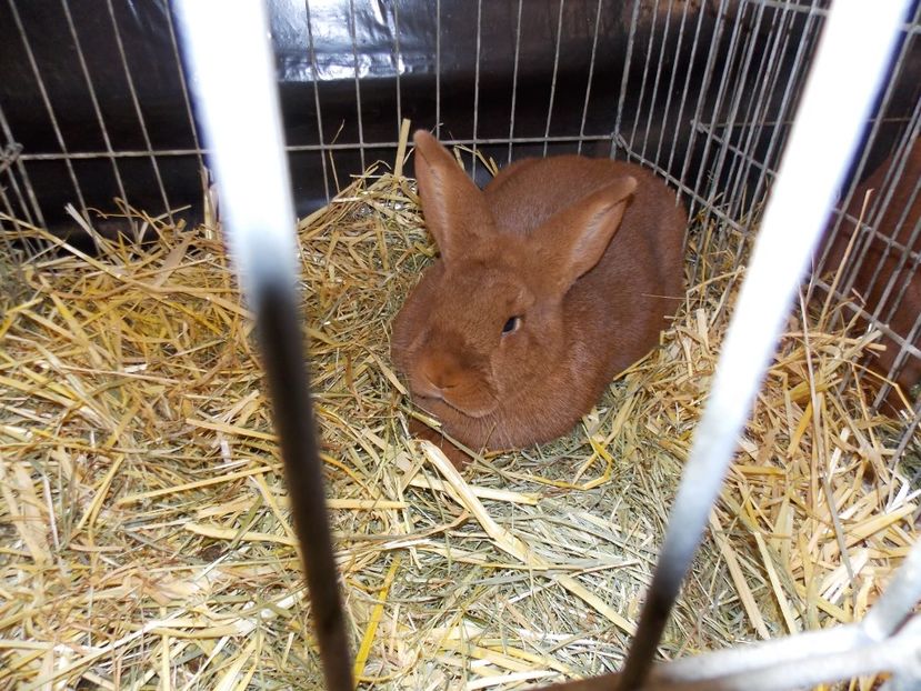  - EXPO-2017- NATIONALA AUSTRIEI WELS