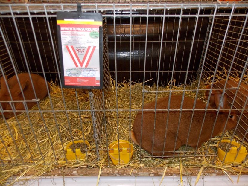  - EXPO-2017- NATIONALA AUSTRIEI WELS