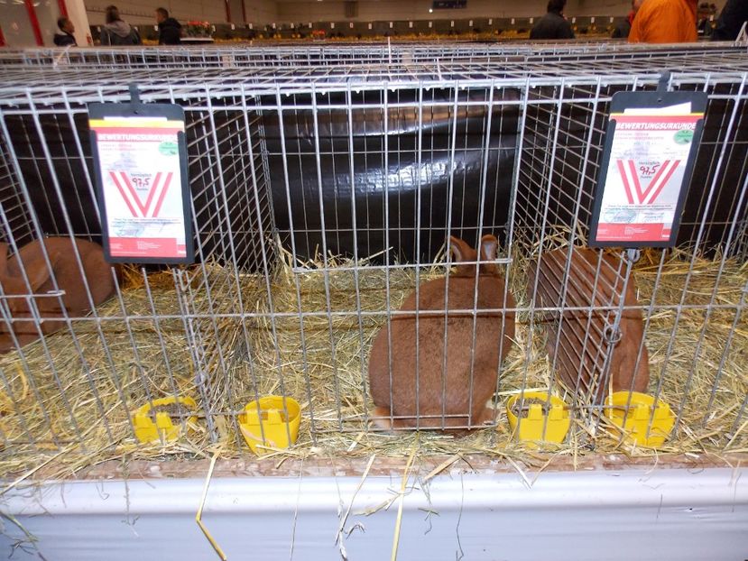  - EXPO-2017- NATIONALA AUSTRIEI WELS