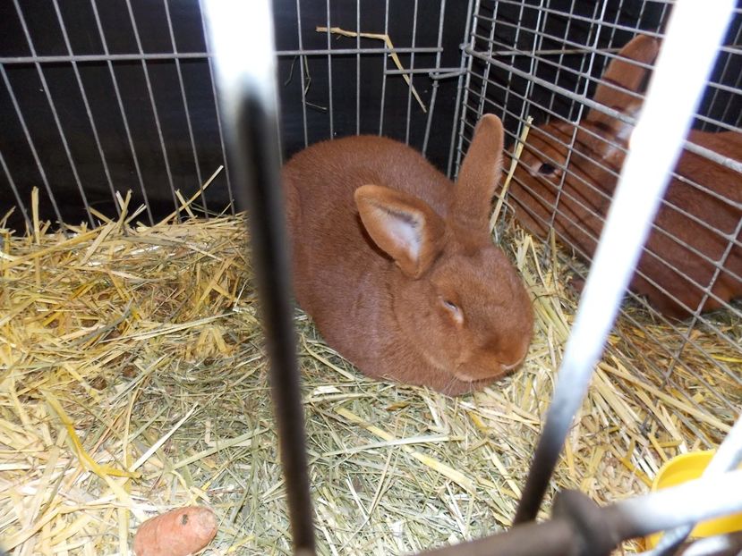  - EXPO-2017- NATIONALA AUSTRIEI WELS