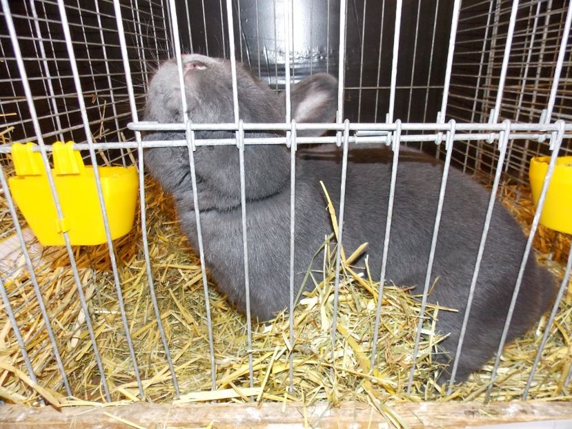  - EXPO-2017- NATIONALA AUSTRIEI WELS