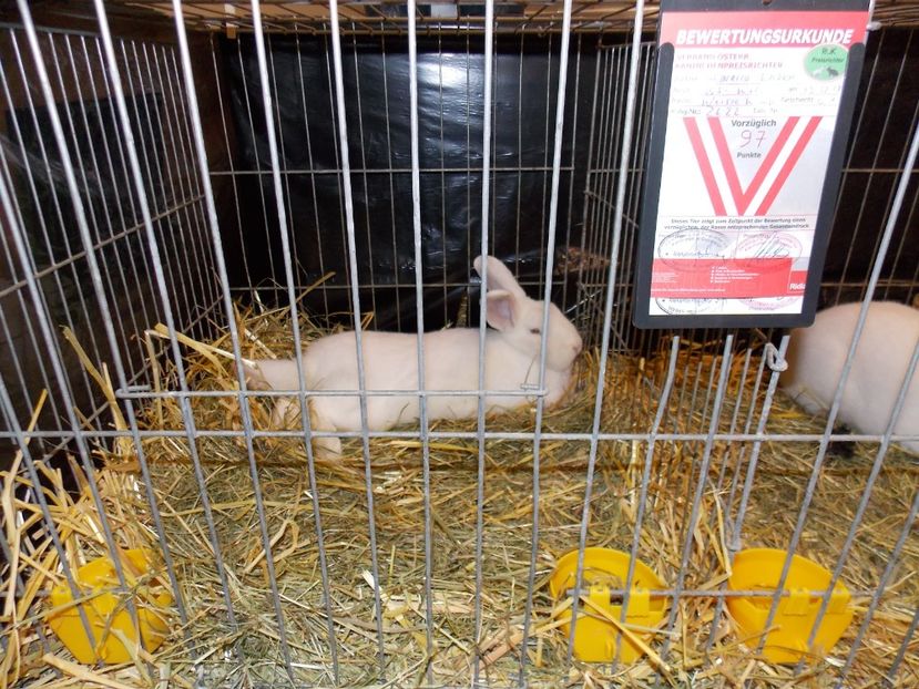  - EXPO-2017- NATIONALA AUSTRIEI WELS