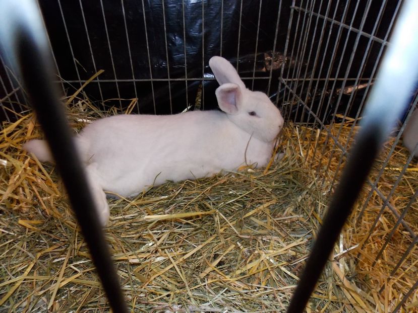  - EXPO-2017- NATIONALA AUSTRIEI WELS